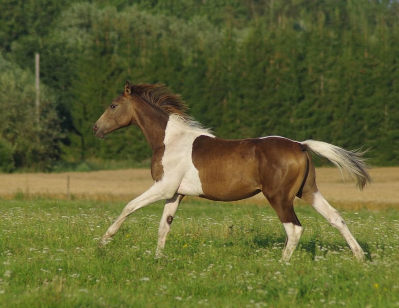 Trakehner, Hengst in Ruila