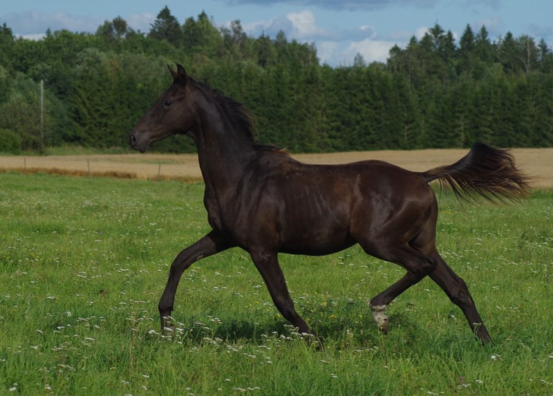 Trakehner, Hengst in Ruil