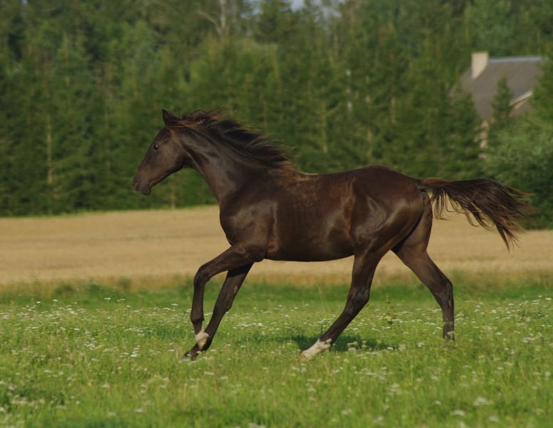 Trakehner, Hengst in Ruila