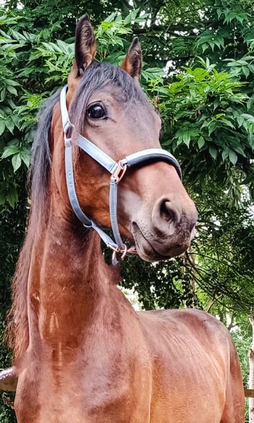 Trakehner, Hengst in Scheibenberg
