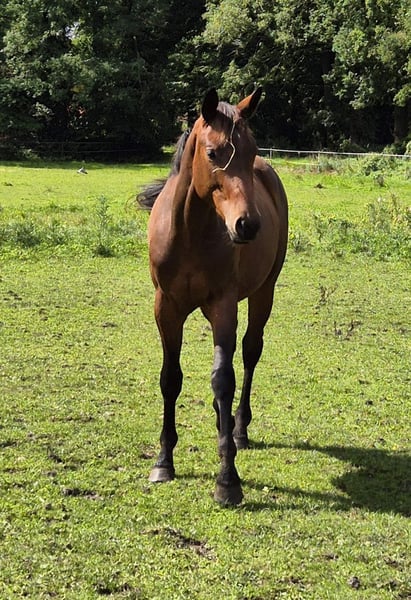 Trakehner, Hengst in Löningen