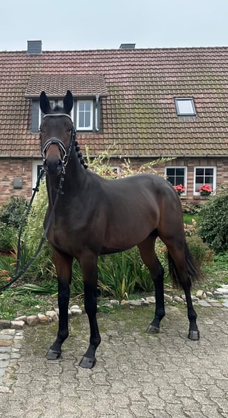 Trakehner, Hengst in Wietzen