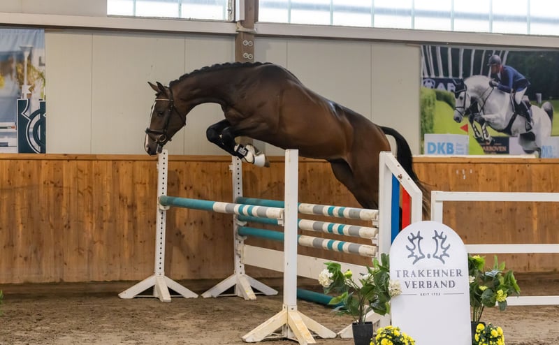 Trakehner, Hengst in Bendorf