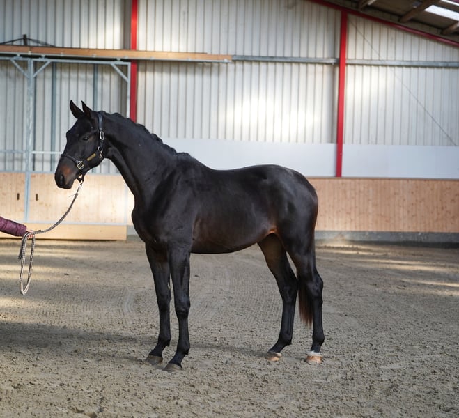 Trakehner, Hengst in Hohenfelde