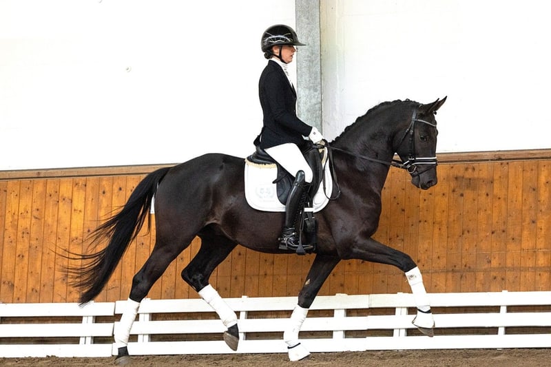 Trakehner, Hengst in Schlieckau