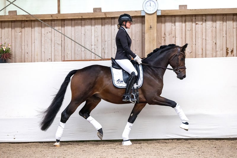 Trakehner, Hengst in Röttingen