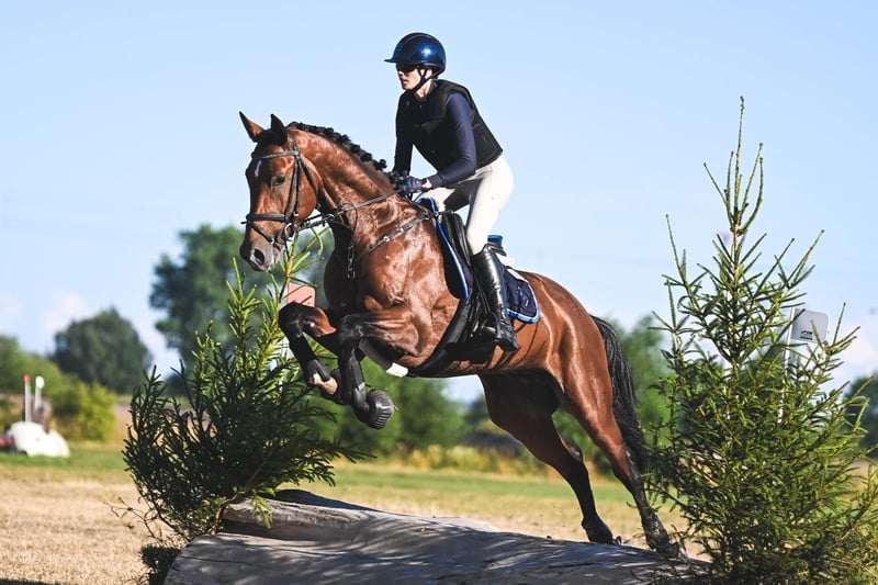 Trakehner, Hengst in Freren