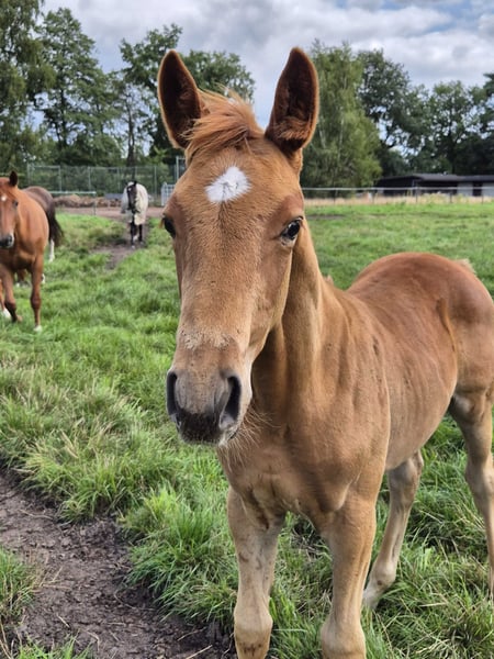 Trakehner, Hengst in Löningen