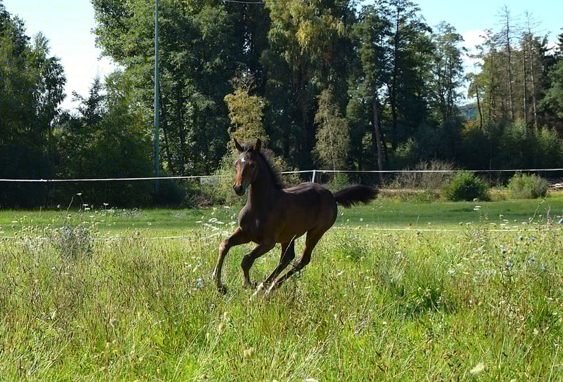 Trakehner, Hengst in Schnabelwaid