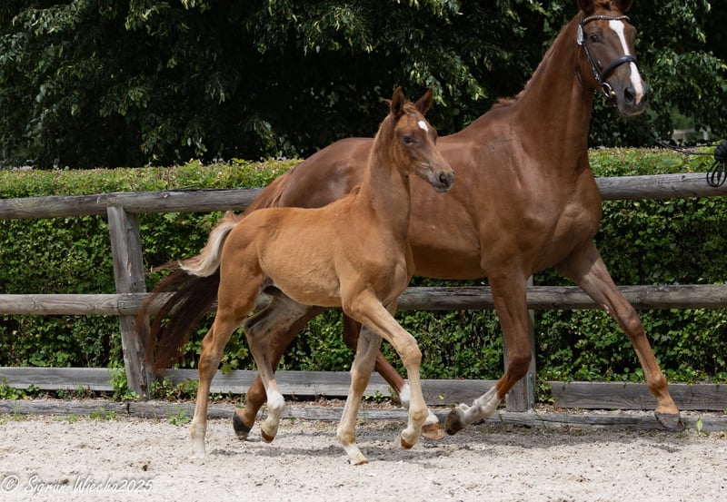 Trakehner, Hengst in Sperenberg