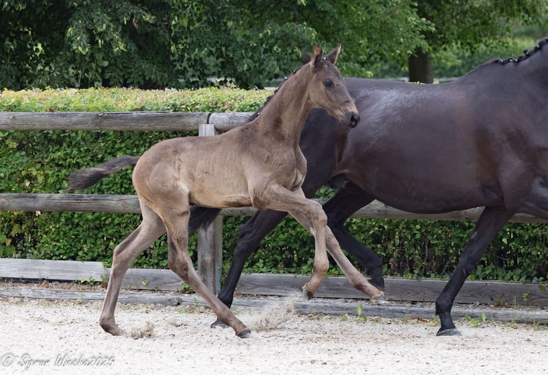 Trakehner, Hengst in Sperenberg