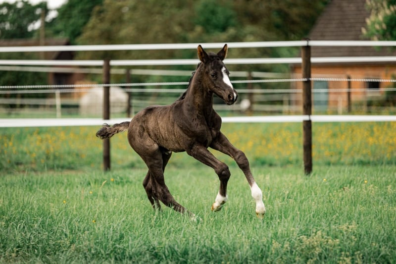 Trakehner, Hengst in Raesfeld