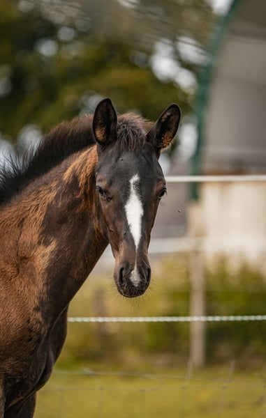 Trakehner, Hengst in Billerbeck
