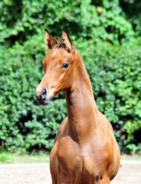 Trakehner, Hengst in Freren