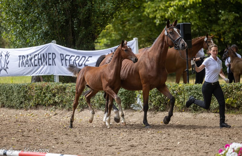 Trakehner, Hengst in Walsrode