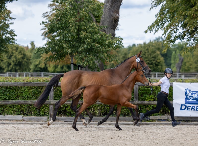 Trakehner, Hengst in Schönewald