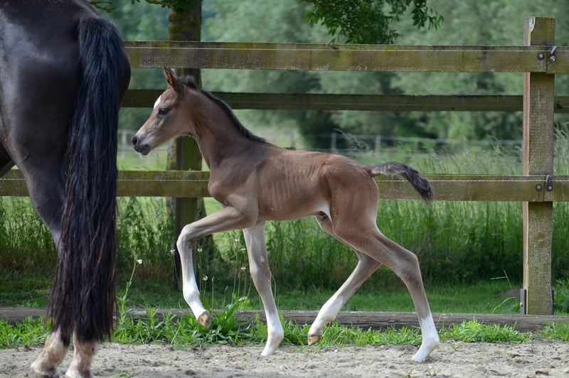 Trakehner, Hengst in Bismark