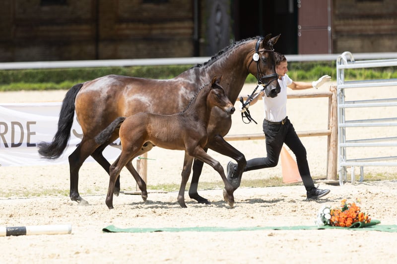 Trakehner, Hengst in Ennepetal