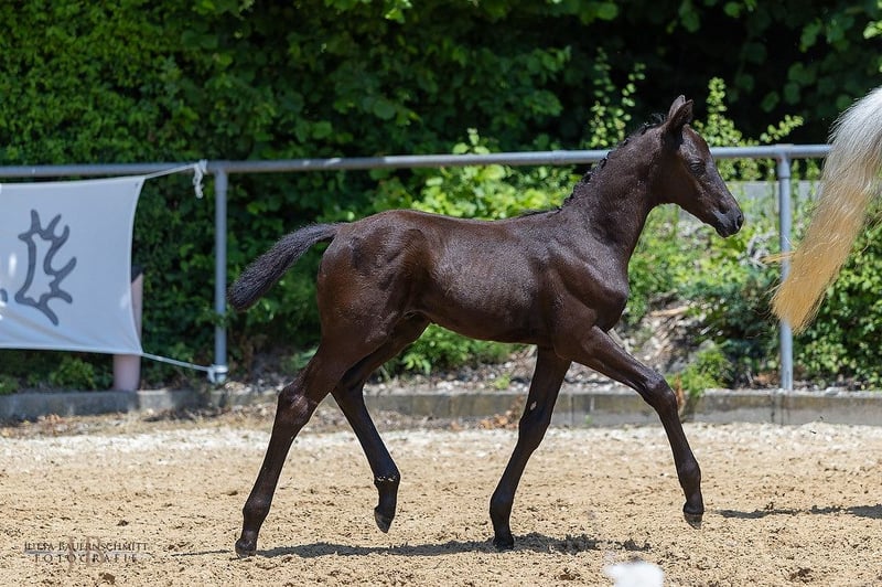 Trakehner, Hengst in Meitingen