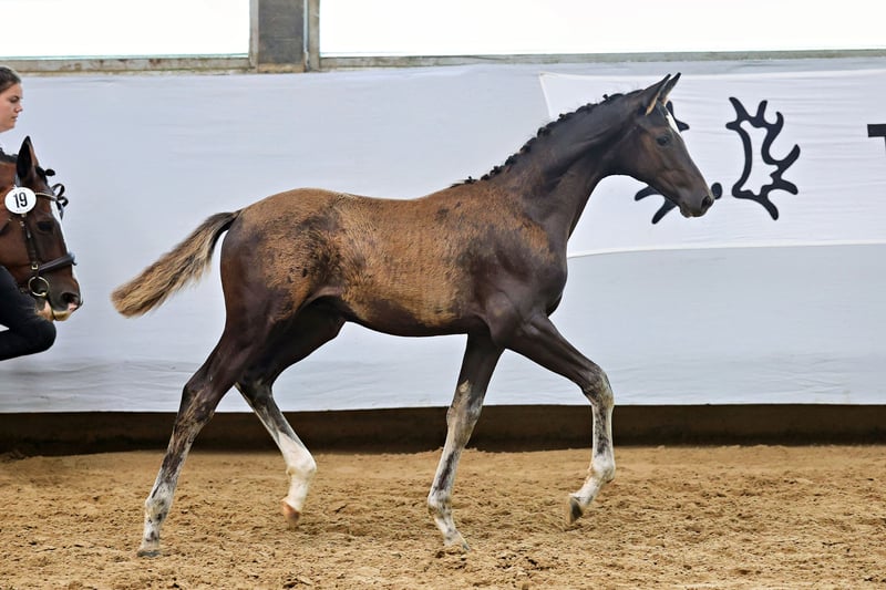 Trakehner, Hengst in Elzach