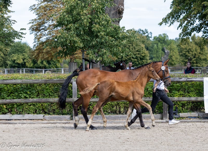 Trakehner, Hengst in Kreischa
