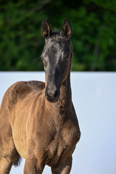 Trakehner, Hengst in Bad Urach
