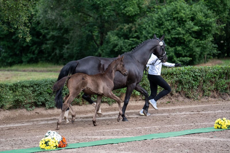 Trakehner, Hengst in Edemissen