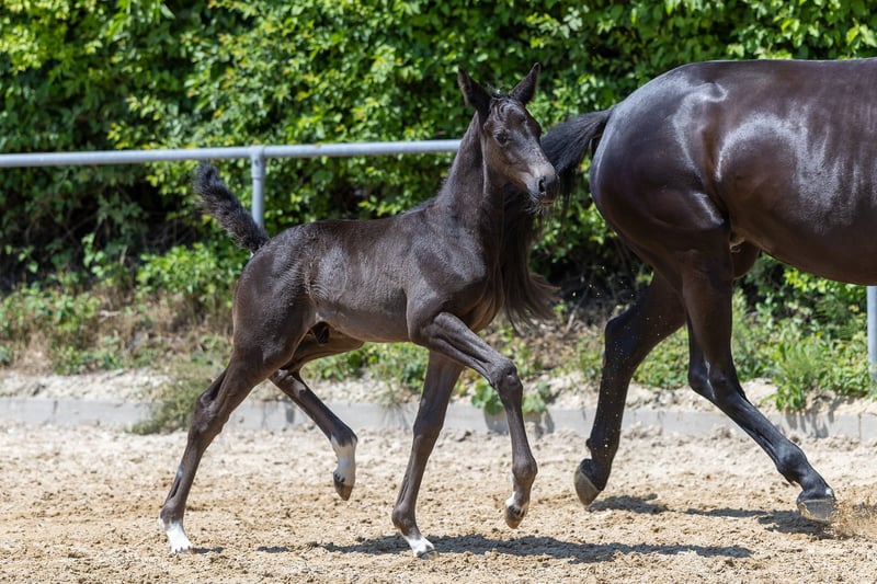 Trakehner, Hengst in Markt Wald