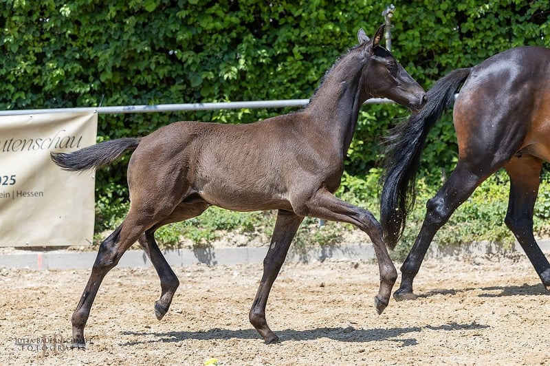 Trakehner, Hengst in Günzburg