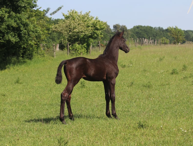 Trakehner, Hengst in Wenzendorf