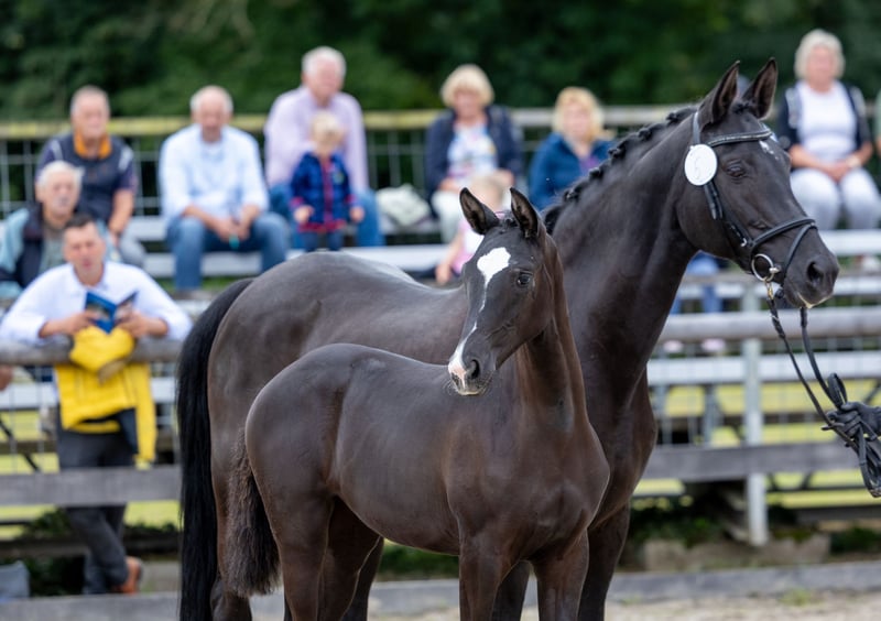 Trakehner, Hengst in Wohlmirstedt
