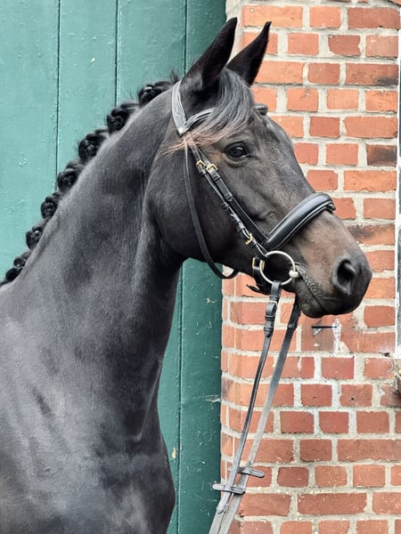 Trakehner, Stute in Tangstedt