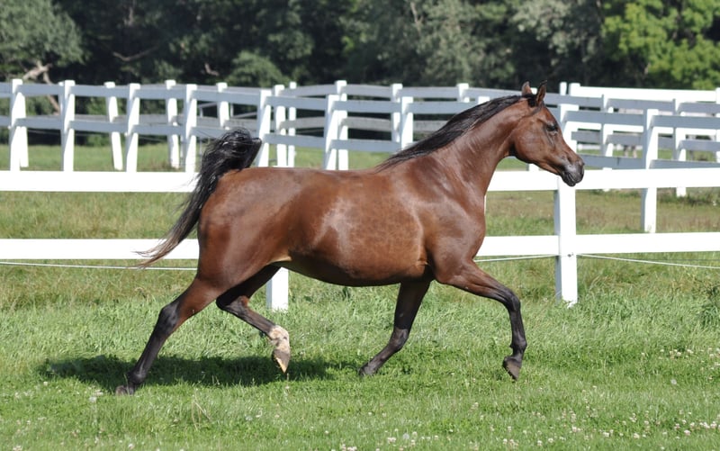Trakehner, Stute in Bad Oldesloe