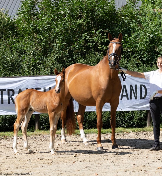 Trakehner, Stute in Kremmen