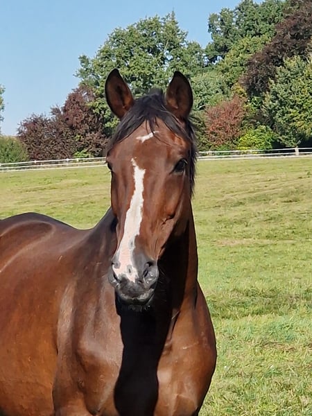 Trakehner, Stute in Bosau