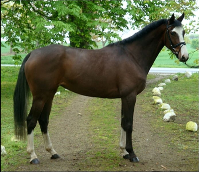 Trakehner, Stute in Bosau