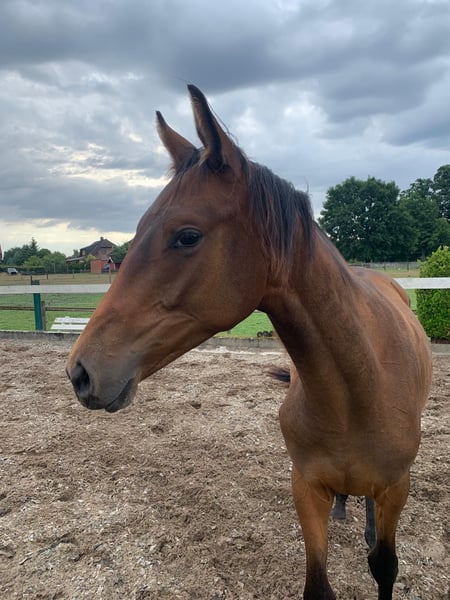 Trakehner, Stute in Wittingen