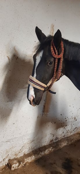 Trakehner, Stute in Otterndorf