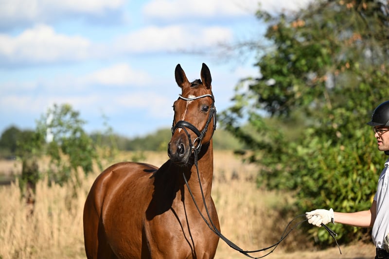 Trakehner, Stute in Bismarck