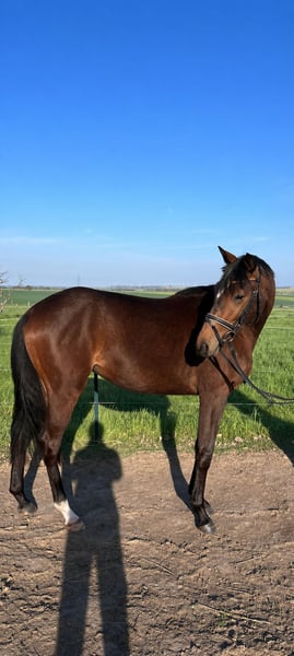 Trakehner, Stute in Mügeln