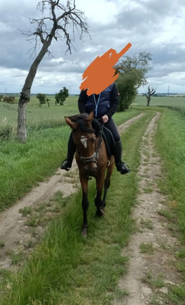 Trakehner, Stute in Mügeln