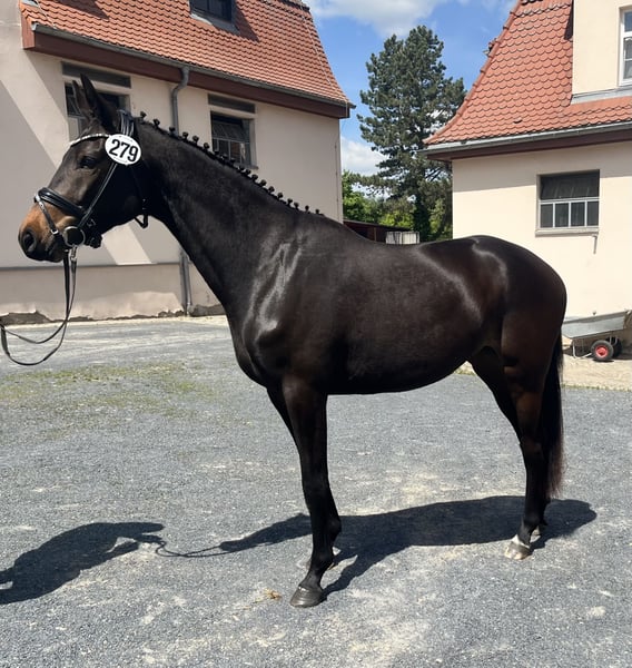 Trakehner, Stute in Klingenberg