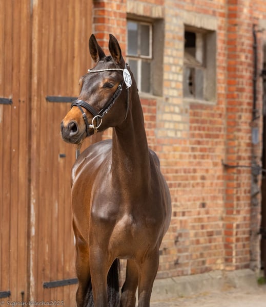 Trakehner, Stute in Hamburg
