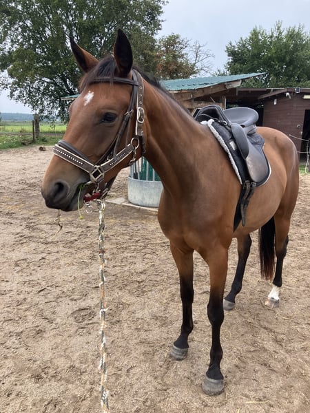 Trakehner, Stute in Päwesin
