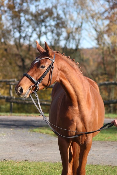 Trakehner, Stute in Bodenfelde