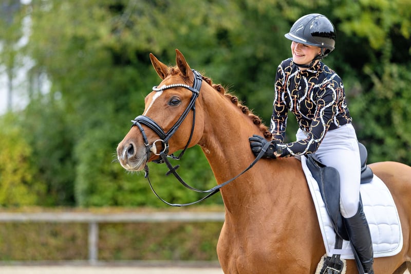 Trakehner, Stute in Unterneukirchen