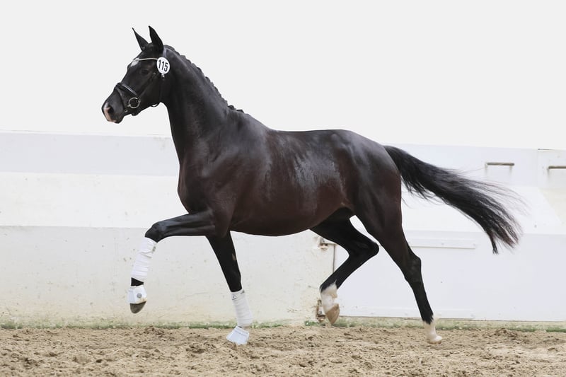 Trakehner, Stute in Geldern