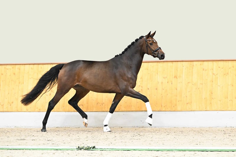 Trakehner, Stute in Essen