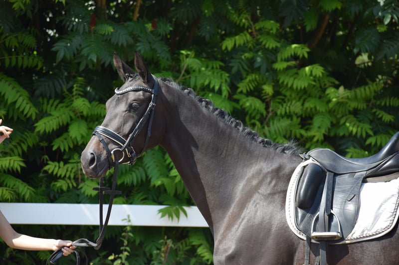 Trakehner, Stute in Dätgen