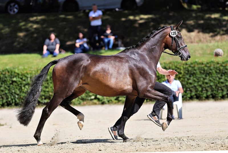 Trakehner, Stute in Moosach